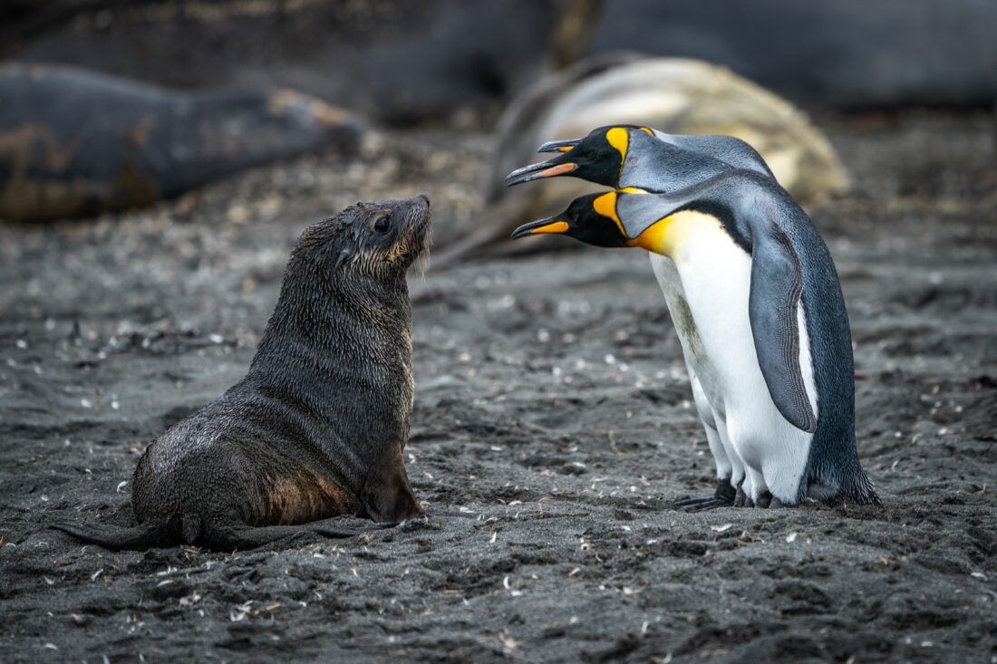 a sea lion and several penguin staring at each other